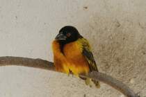 Dorfweber (Ploceus cucullatus) am 26.4.2010 im Vogelpark Stutensee-Friedrichstal.