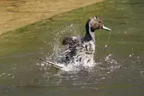 Spie�ente (Anas acuta) beim Baden. 26.4.2010 im Vogelpark Stutensee-Friedrichstal.
