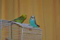 Pucki und Hansi freunden sich langsam an. Foto vom 21.M�rz 2011