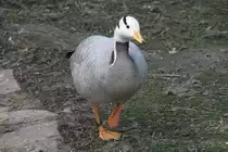 Streifengans (Anser indicus) am 26.4.2010 im Vogelpark Eggenstein-Leopoldshafen.