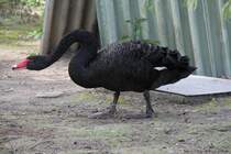 Trauerschwan (Cygnus atratus) am 26.4.2010 im Vogelpark Eggenstein-Leopoldshafen.