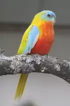 Sch�nsittich (Neophema pulchella) am 26.4.2010 im Vogelpark Eggenstein-Leopoldshafen.