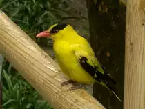 Ein Schwarznackenpirol (Oriolus chinensis)im Zoo von Shanghai im Juni 2006.