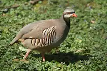 Krickente Chukarhuhn (Alectoris chukar) am 26.4.2010 im Vogelpark Eggenstein-Leopoldshafen.