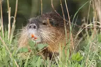 Biberratte beim Fressen (Myocastor coypus). 28.4.2010 in Bad Sulza.