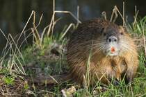 Dieser Nutria (Myocastor coypus) lt sich durch nicht aus der Ruhe bringen. 28.4.2010 in Bad Sulza.