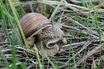 Weinbergschnecke (Helix pomatia) am 28.4.2010 bei Gro�heringen.