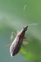 Sichelwanze (Nabis ericetorum) am 29.4.2010 bei Gro�heringen.