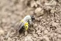 Weiden-Sandbiene (Andrena vaga) am 29.4.2010 bei Gro�heringen.