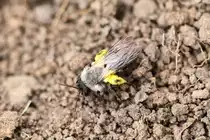 Weiden-Sandbiene (Andrena vaga) am 29.4.2010 bei Gro�heringen.