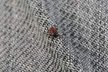 Gemeiner Holzbock oder auch Zecke (Ixodes ricinus) zum Glck noch Aussen auf meiner Hose. 29.4.2010 bei Groheringen.