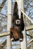 Hangelnder Wei�handgibbon (Hylobates lar) mit Jungtier im Tierpark Berlin.