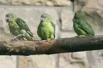 Ein Gruppe Grauk�pfchen (Agapornis canus) im Tierpark Berlin.