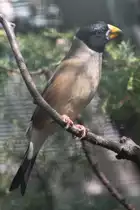 Wei�hand-Kernbei�er auch Schwarzschwanz-Kernbei�er (Eophona migratoria) im Tierpark Berlin. 