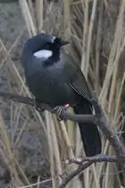 Wei�ohrh�herling (Garrulax chinensis) im Tierpark Berlin.