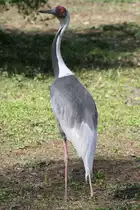 Wei�nackenkranich (Grus vipio) im Tierpark Berlin.