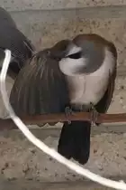 Sich putzender Wei�haubenh�herling (Garrulax leucolophus) im Tierpark Berlin.
