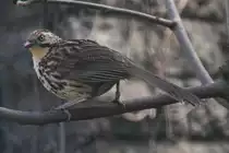 Streifenbabax oder Steifenlachdrossel (Babax lanceolatus) im Tierpark Berlin.