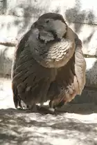 Himalaja-K�nigshuhn (Tetraogallus himalayensis)