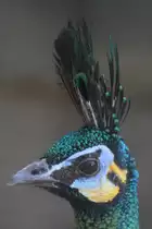 �hrentr�gerpfau (Pavo muticus) im Tierpark Berlin.
