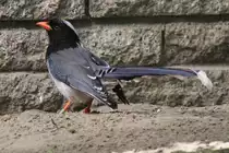 Rotschnabelkitta (Urocissa erythrorhyncha) im Tierpark Berlin.