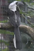 Decken-Toko (Tockus deckeni) am 26.6.2010 im Leipziger Zoo.