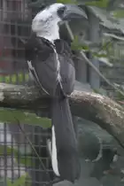 Decken-Toko (Tockus deckeni) am 26.6.2010 im Leipziger Zoo.