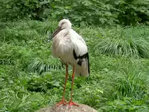 Dieser Storch, ein Maguaristorch (Ciconia maguari) hat sich aus den Anden in den Zoo von Shanghai verirrt.
