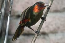 Karminflgelhherling (Liocichla phoenicea) im Tierpark Berlin. 
