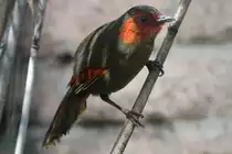 Karminfl�gelh�herling (Liocichla phoenicea) im Tierpark Berlin. 