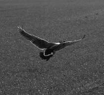 Und nun im Landflug ... Diese Gans landete am 29.03.2011 neben dem Hudwaidsee.