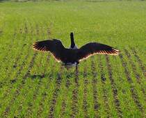 Am 29.03.2011 landet dieses Gans im Gegenlicht der Abdensoone neben dem Hudwaidsee.