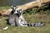 Kattas (Lemur catta) beim Sonnenbad im Tierpark Berlin.