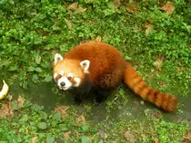 Ein neugieriger kleiner Panda (Ailurus fulgens) im Zoo von Shanghai.