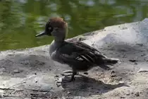 Kappens�ger (Mergus cucullatus) im Tierpark Berlin.
