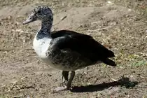 S�damerikanische H�ckerglanzente (Sarkidiornis melanotos sylvicola) im Tierpark Berlin.
