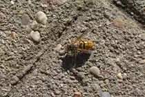 Wespe im Garten (RHEINE, Kreis Steinfurt/Deutschland, 19.03.2011)