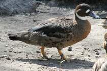 Kupferspiegelente (Anas specularis) im Tierpark Berlin.