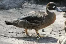 Kupferspiegelente (Anas specularis) im Tierpark Berlin.