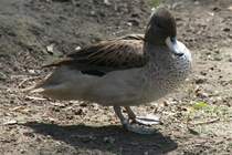Chile-Spitzschwanzente (Anas georgica spinicauda) im Tierpark Berlin.