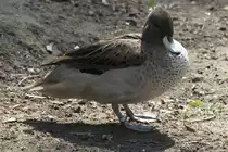 Chile-Spitzschwanzente (Anas georgica spinicauda) im Tierpark Berlin.