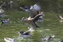 Verschiedene S�damerikanische Enten im Tierpark Berlin.