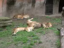 Man sind diese Tiere �berlastet. Total ersch�pft und m�de pr�sentierten sich die L�wen im Zoo von Shanghai.