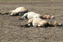 Durch die Wrme erschpfte Przewalski-Pferd (Equus ferus przewalskii) im Tierpark Berlin.