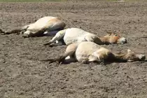 Durch die W�rme ersch�pfte Przewalski-Pferd (Equus ferus przewalskii) im Tierpark Berlin.