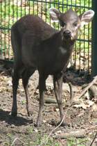 Ostchinesischer Schopfhirsch (Elaphodus cephalophus michianus) im Tierpark Berlin.