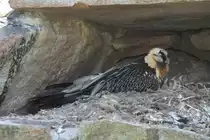Br�tender Bartgeier (Gypaetus barbatus) im Tierpark Berlin.