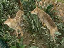 Zwei Wlfe, die ungeduldig darauf warten, dass jemand ins Gehege fllt. Shanghai Juni 2006.