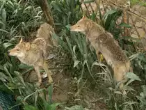 Zwei W�lfe, die ungeduldig darauf warten, dass jemand ins Gehege f�llt. Shanghai Juni 2006.