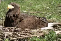 Br�tender Riesenseeadler (Haliaeetus pelagicus) im Tierpark Berlin.